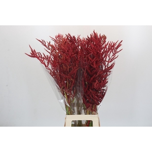 BROMELIABLOEM