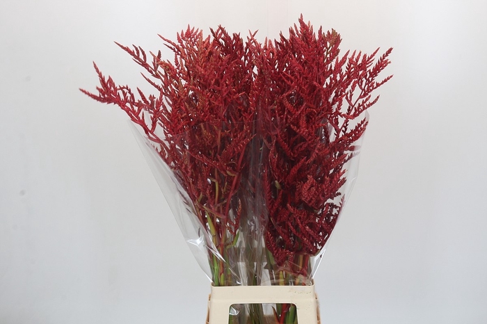 <h4>BROMELIABLOEM</h4>