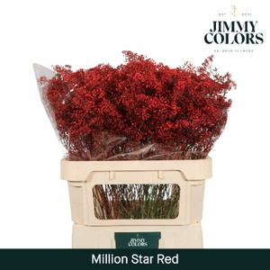 Gyps Million Star L80 Red