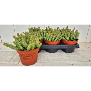 Crassula marnieriana 13Ø 20cm