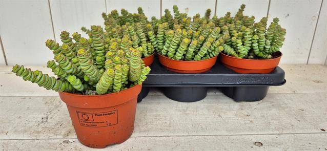 Crassula marnieriana 13Ø 20cm