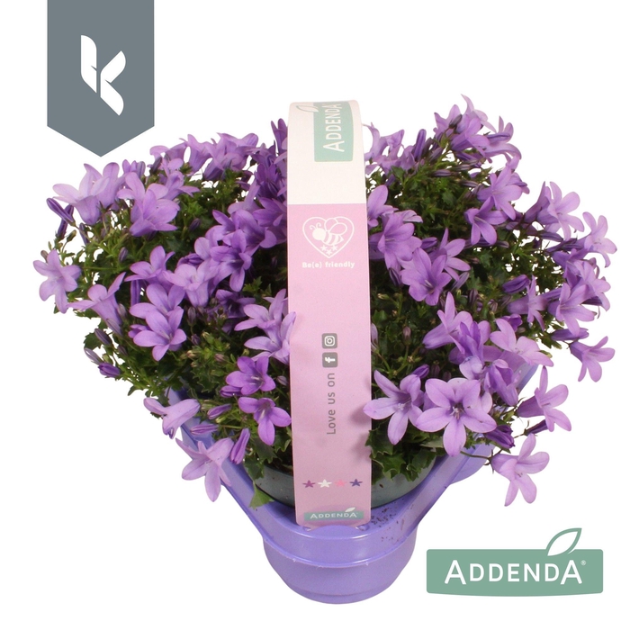 <h4>Campanula Ambella Lavender in 3-pack</h4>
