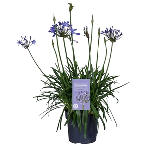 Nolina Agapanthus Ø 24 cm. Summer LoveTM Blue in box