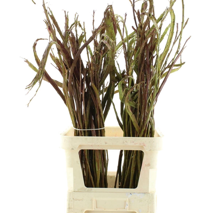 <h4>Salix Sekka Bandwilg</h4>