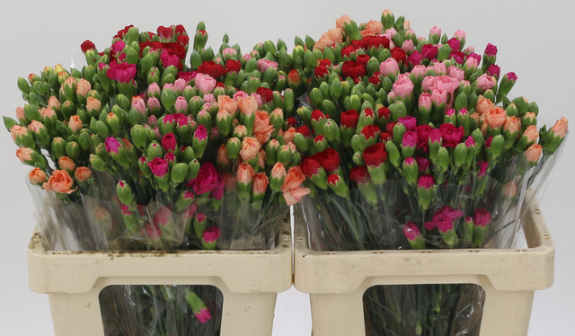 <h4>DI TR GEM IN FUST chambre</h4>