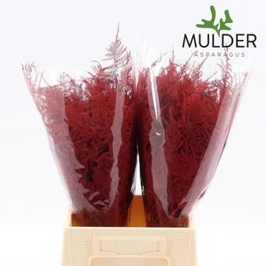 Asp 1e Klb Red