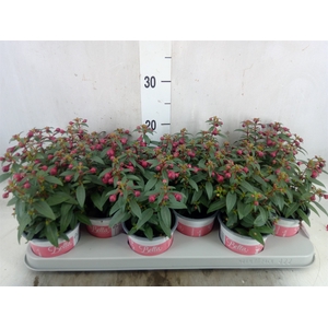 Fuchsia  'Bella Fuchsia Soila'