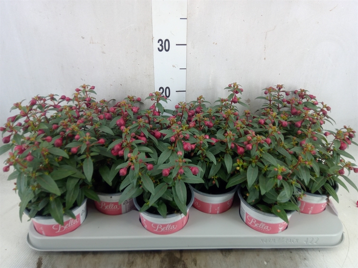 <h4>Fuchsia  'Bella Fuchsia Soila'</h4>