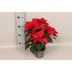 Poinsettia 13 cm Skystar