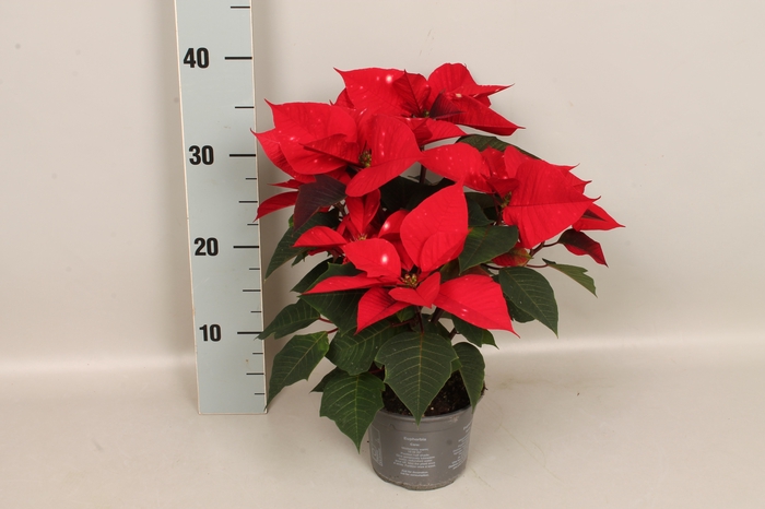 Poinsettia 13 cm Skystar