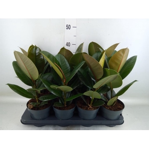 Ficus elastica 'Robusta'