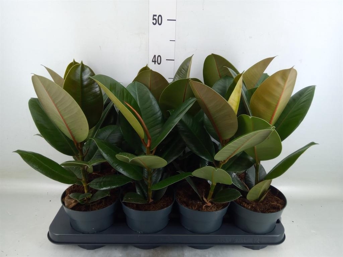 <h4>Ficus elastica 'Robusta'</h4>