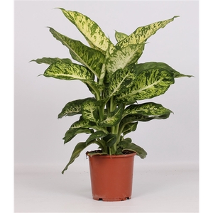 Dieffenbachia 'Mars'