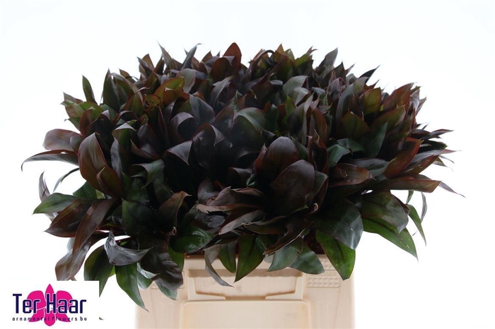 <h4>DRAC FR COMPACTA</h4>