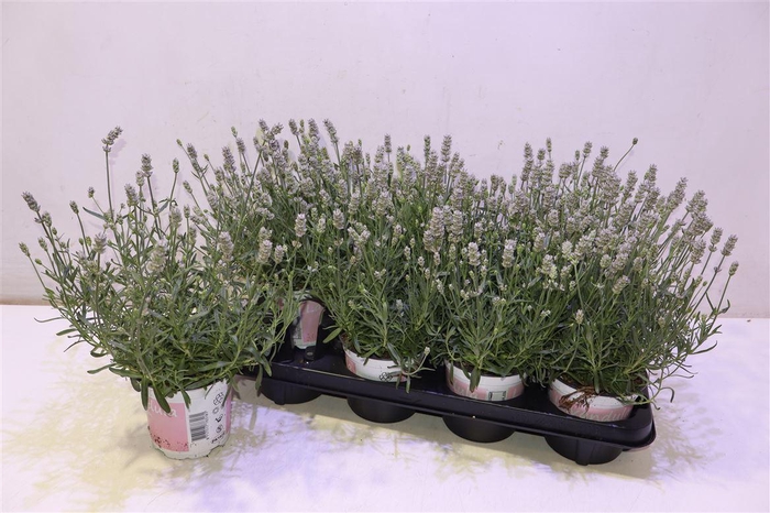 <h4>Lavan An Rosea</h4>