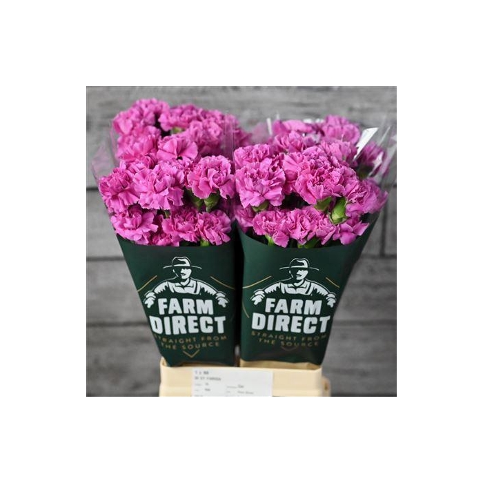 <h4>Di St Farida</h4>