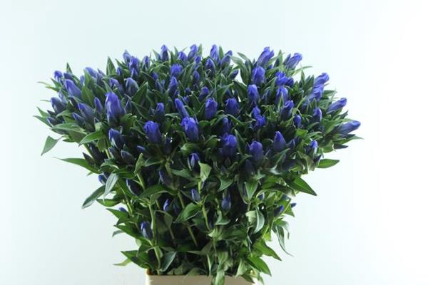 <h4>Gentiana ( Blauw ) L 80.</h4>