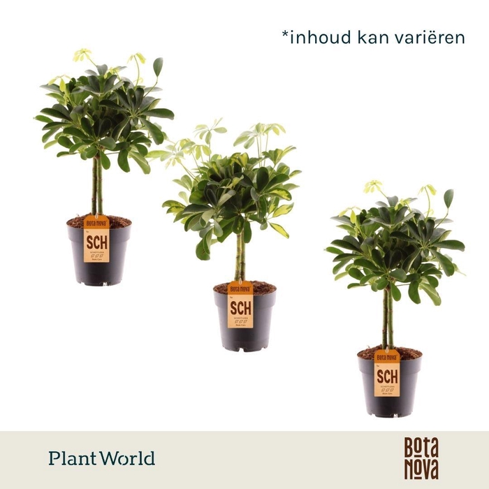 <h4>Schefflera op stam mix (Gold Capella & Compacta)</h4>