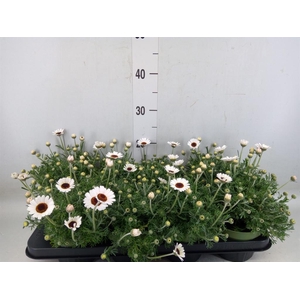 Rhodanthemum  'Casablanca'