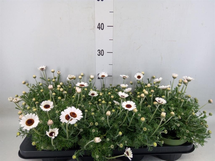 <h4>Rhodanthemum  'Casablanca'</h4>