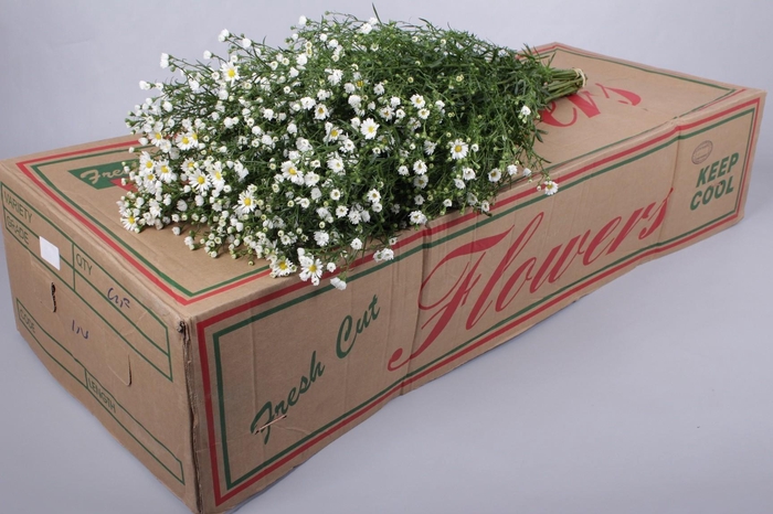 <h4>Aster Paquita</h4>