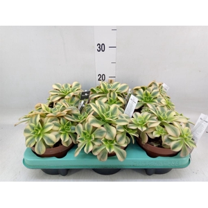 Aeonium   ...