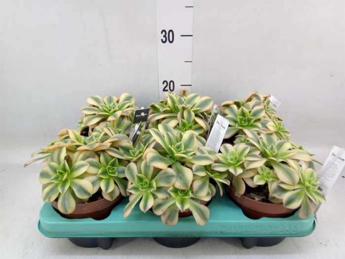 <h4>Aeonium   ...</h4>