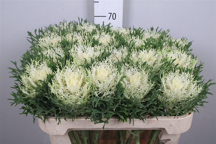 <h4>Brass Crane Fea Snow</h4>