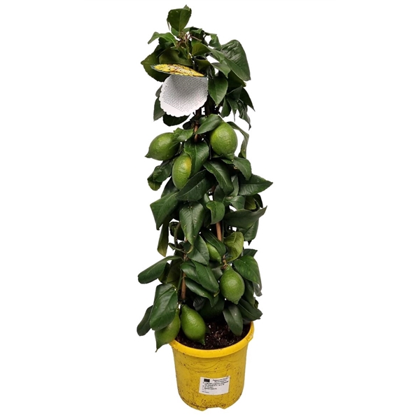 <h4>Citrus Lemon Lunario Grafted Pyramid</h4>