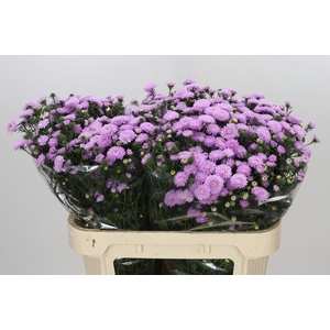 Aster Astee Pink Pearl