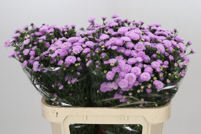 <h4>Aster Astee Pink Pearl</h4>