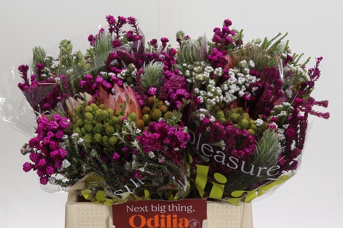 <h4>BQ Kaaps Groen Rivermix</h4>