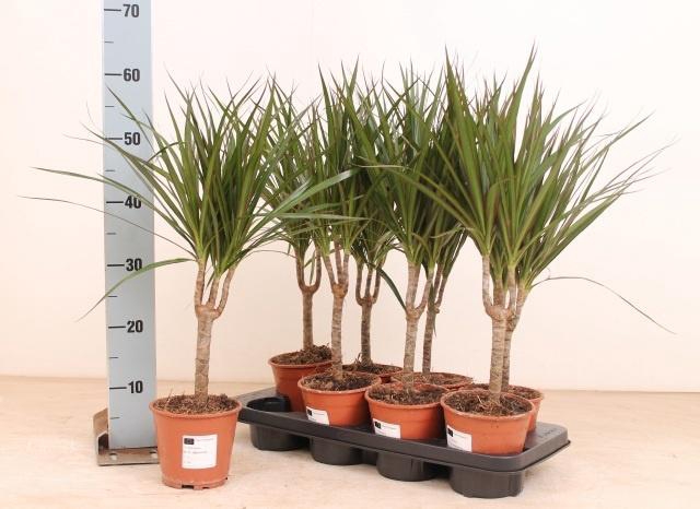 <h4>DRA MARGINATA</h4>