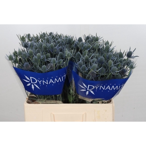 Eryngium Blue Dynamite