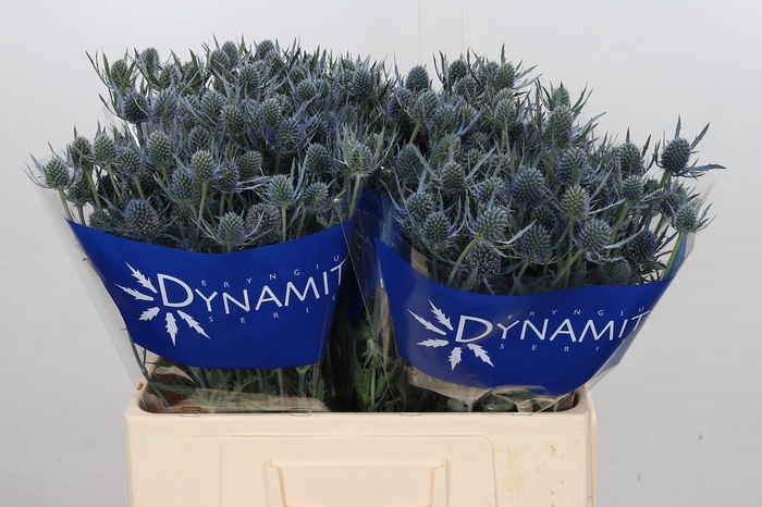 Eryngium Blue Dynamite