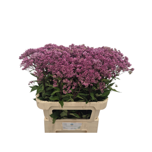 EUPAT PURPUREUM