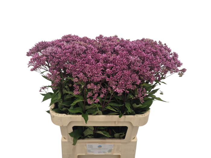 <h4>EUPAT PURPUREUM</h4>