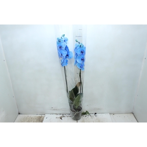 PHALAENOPSIS P12 TINGIDA AZUL 2 HT