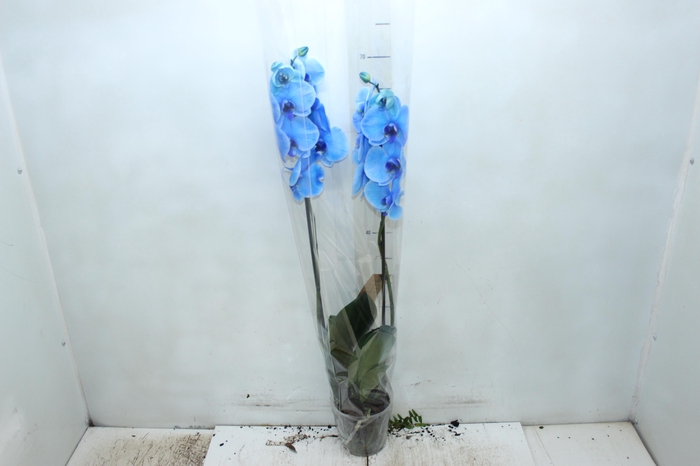 <h4>PHALAENOPSIS P12 TINGIDA AZUL 2 HT</h4>