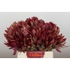Leucadendron Jester