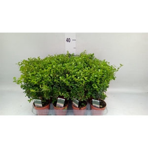 Myrsine africana