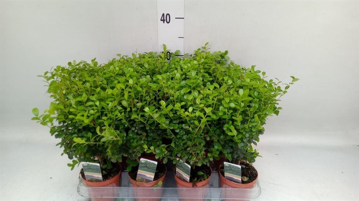 <h4>Myrsine africana</h4>
