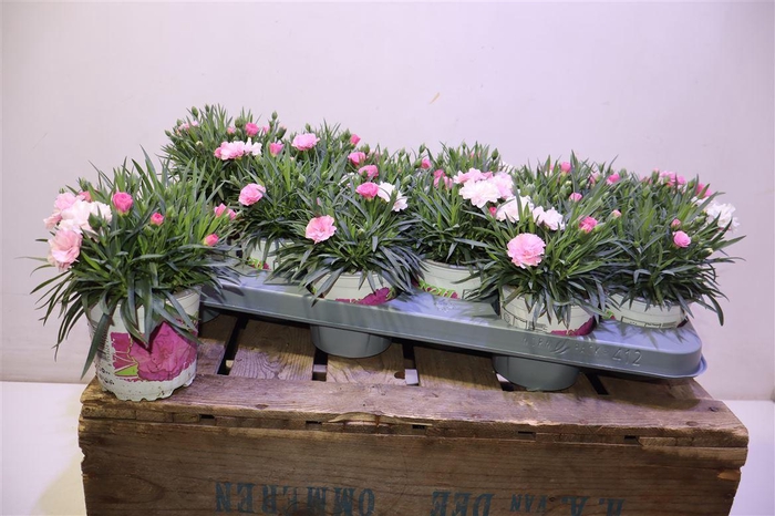 <h4>Dian I Love U</h4>