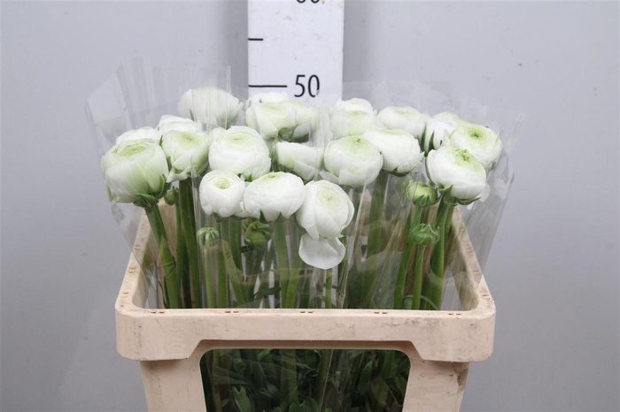 <h4>Ran Am White</h4>