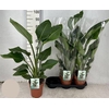 Strelitzia Nicolai