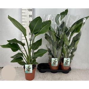 Strelitzia Nicolai