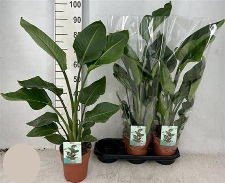 <h4>Strelitzia Nicolai</h4>