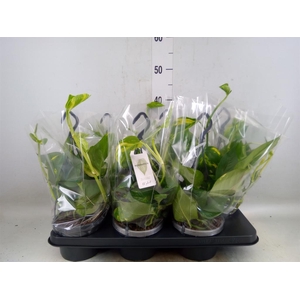 Epipremnum pinn.   HG