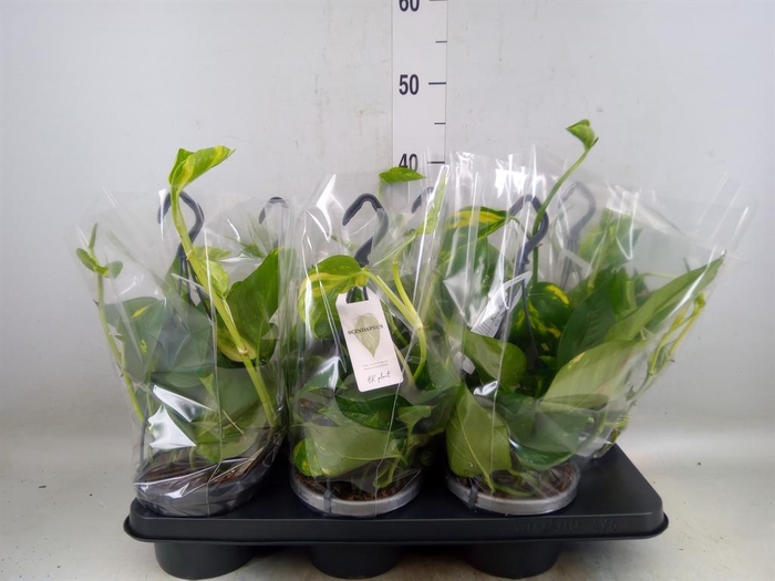 <h4>Epipremnum pinn.   HG</h4>