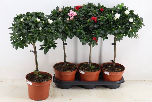 <h4>RHODO OV</h4>